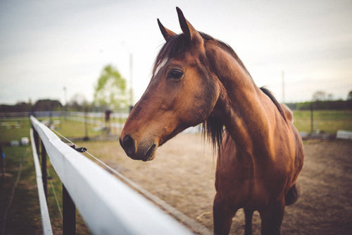 National Pet Dental Health Month: Horse Dental Care