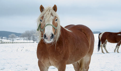 Winter Horse Care Checklist