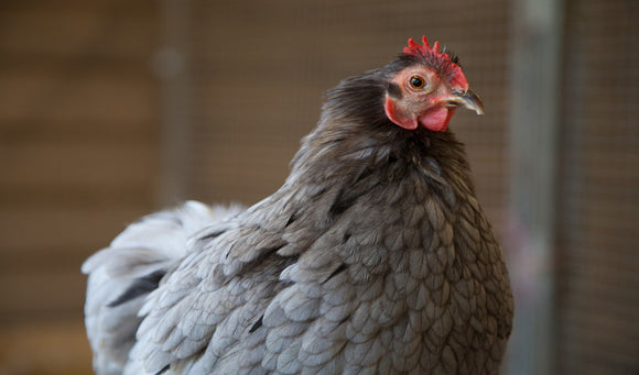 Winter Poultry Care Tips