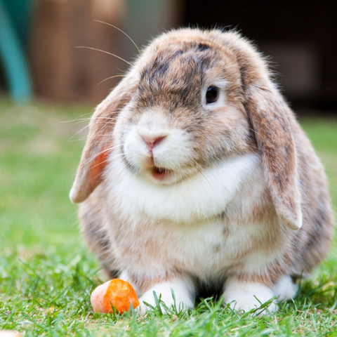 Small Animal category image