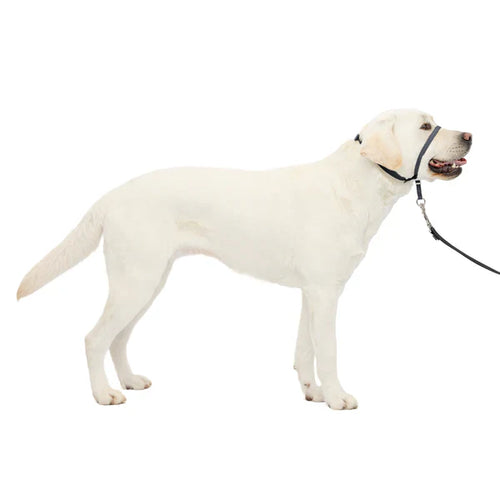 Petsafe Gentle Leader® Headcollar, No-Pull Dog Collar