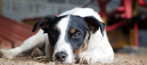 Dog laying down in a barn