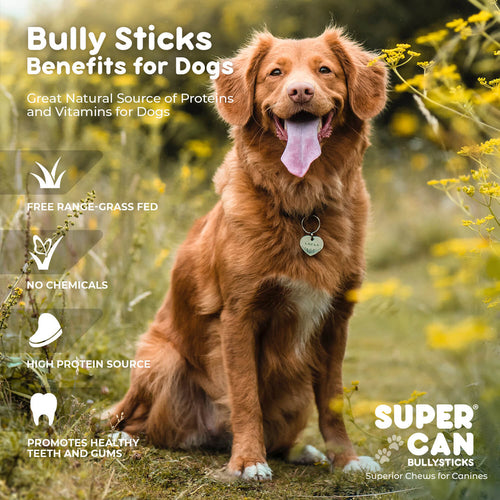 Supercan 6 Standard Bully Sticks (6)