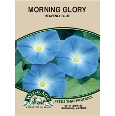 Wetsel Seed Morning Glory Heavenly Blue