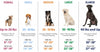 Coastal Li'l Pals Adjustable Patterned Dog Collar