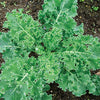 Wetsel Seed Kale - Early Curled Siberian