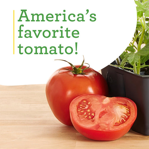 Bonnie Plants Better Boy Tomato (2 Pack)