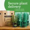 Bonnie Plants Better Boy Tomato (2 Pack)