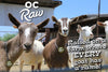 OC Raw Dog Frozen Green Goat Milk