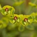 Perennial Farm Marketplace Spurge (Euphorbia x martinii 'Ascot Rainbow')