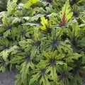 Perennial Farm Marketplace Tiarella 'Timbuktu' (Foam Flower)