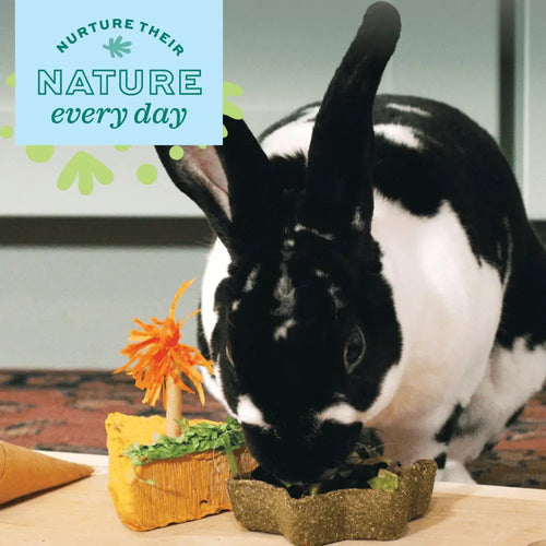 Oxbow Animal Health Enriched Life – Timothy Star Dish