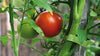 VELCRO® Brand Garden Ties