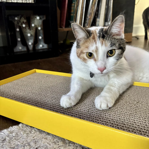 Coastal Pet Turbo by Coastal Rectangle Cat Scratcher