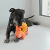 KONG Ringaroos Pig Dog Toy
