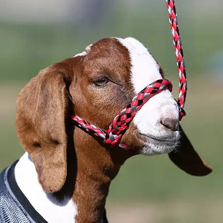 Sullivan Supply Soft Braid Sheep/Goat Halter