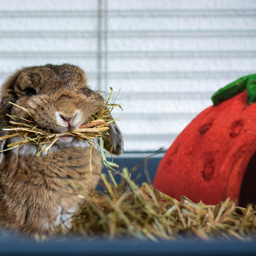 WILD HARVEST Picnic Party Hut, Strawberry Flavor Small Animal Treats