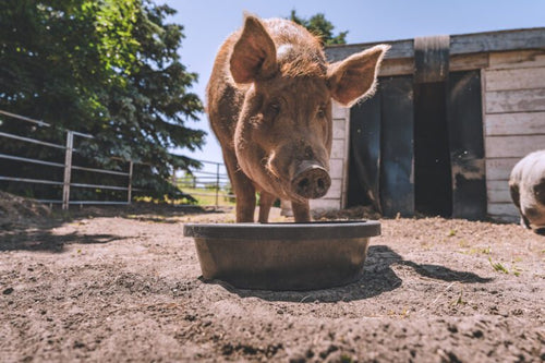 Red Barn® Feed Pans & Utility Tubs