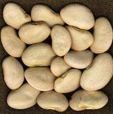 Seedway King Of The Garden Lima Bean (Not Treated)