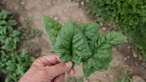 Seedway Bloomsdale Spinach (Not Treated)