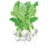 Botanical Interests Turnip White Lady