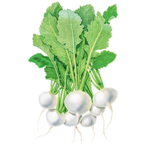 Botanical Interests Turnip White Lady