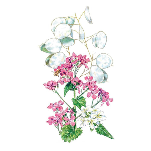 Botanical Interests Honesty Money Plant Seeds
