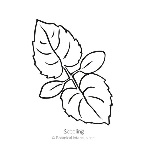 Botanical Interests Honesty Money Plant Seeds