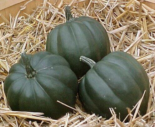 Seedway Table Queen Squash (Treated Seed)