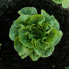 Bonnie Plants Clean and Fresh Green Romaine Lettuce (2 Pack)