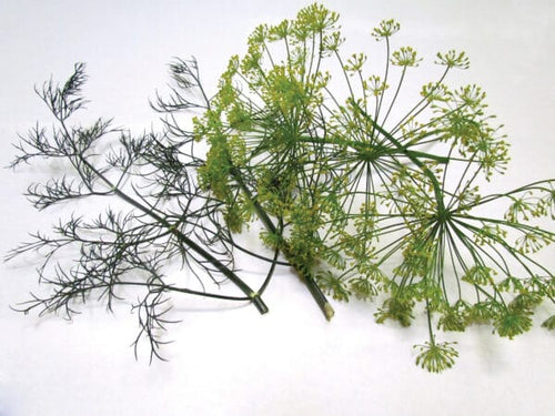 Seedway Dill Dukat (Not Treated)