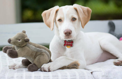 Fluff & Tuff Peanut Chipmunk Dog Toy