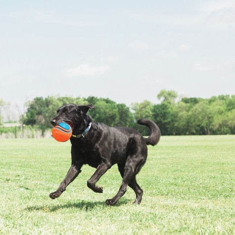 Petmate Chuckit! Rope Fetch