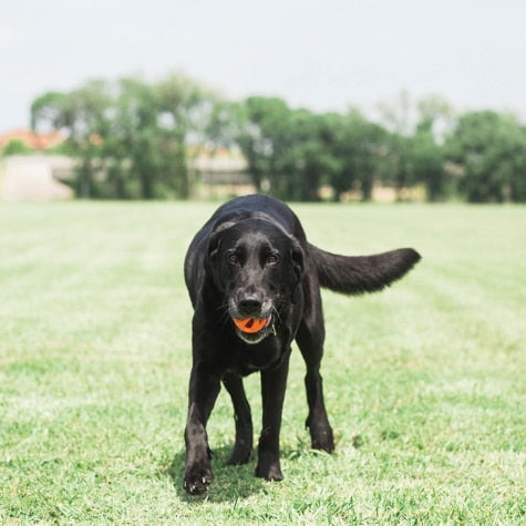 Petmate Chuckit! Breathe Right Fetch Ball